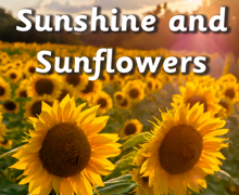 Sunshine and sunflowers
